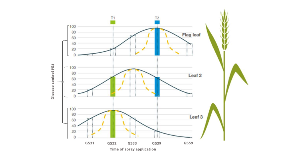 Chart showing wheat disease control at T1 and T2 spray timings